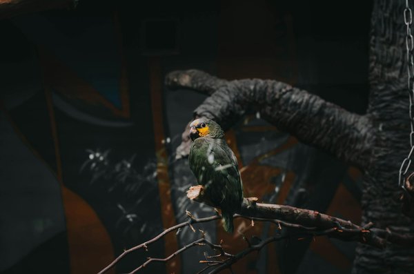 Exploring the UK"s Efforts to Assess Air Pollution"s Impact on Avian Habitats in Industrial Areas